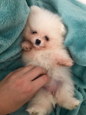 AKC Reg. Pomeranian puppies. Picture