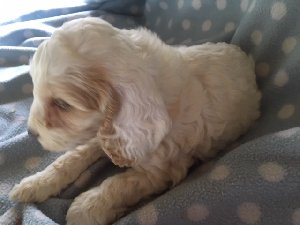 SO CUTE - COCKAPOO PUPPIES F1 - one gorgeous girl available offer Dogs & Puppies