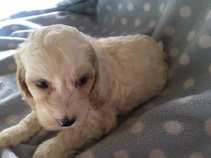 SO CUTE - COCKAPOO PUPPIES F1 - ... Picture