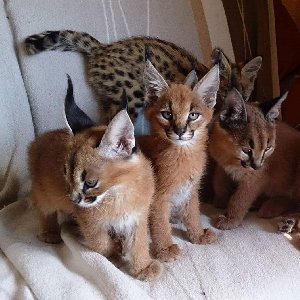 serval , savannah and caracal  offer Cats & Kittens