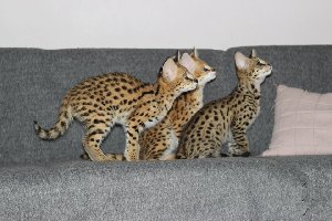 serval , savannah and caracal  Picture