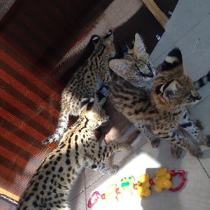 serval , savannah and caracal  Picture