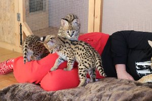 serval , savannah and caracal  Picture