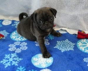 Cute health certified Black & Fawn Purebred Pug pups offer Dogs & Puppies
