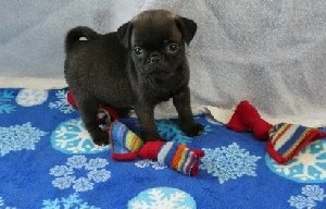 Cute health certified Black & Fa... Picture