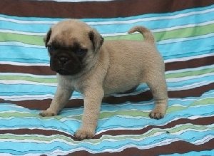 Cute health certified Black & Fa... Picture