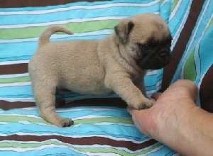 Cute health certified Black & Fa... Picture