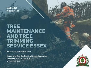 TREE MAINTENANCE AND TREE TRIMMING SERVICE ESSEX offer Garden