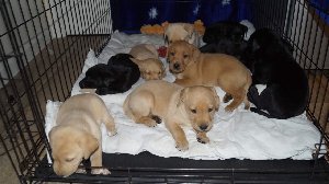 10 labrador retriever puppies for Adoption offer Dogs & Puppies
