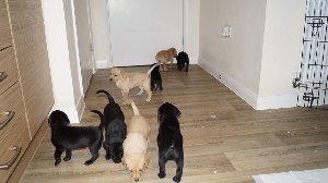 10 labrador retriever puppies fo... Picture