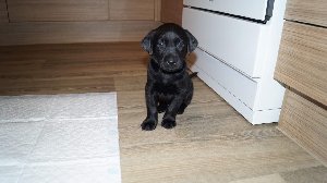 10 labrador retriever puppies fo... Picture