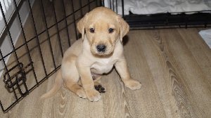 10 labrador retriever puppies fo... Picture