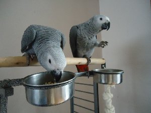 Hand Tame Congo African Grey Parrots offer Birds