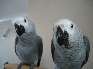 Hand Tame Congo African Grey Par... Picture