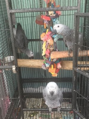 Hand Tame Congo African Grey Par... Picture