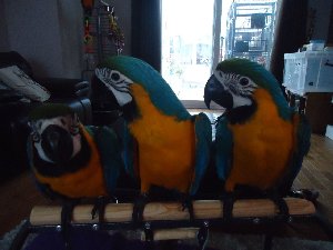 Adorable Macaw Parrots Ready For... Picture