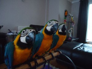 Adorable Macaw Parrots Ready For... Picture