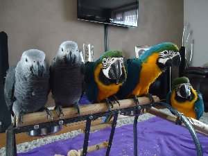 Adorable Macaw Parrots Ready For... Picture