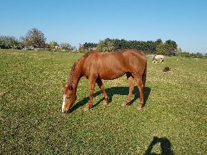 Gifted Horses For Sale Picture