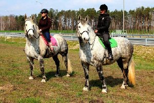 Gifted Horses For Sale Picture