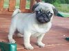 Adorable Pug puppies now ready to go offer Dogs & Puppies