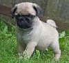 Adorable Pug puppies now ready t... Picture