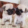 Adorable Pug puppies now ready t... Picture
