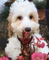 ONE ADORABLE FOUR MONTH OLD, LOW SHEDDING,  FULLY VACCINATED GIRL COCKAPOO - LILLY offer Dogs & Puppies
