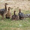 Quality ostrich and emu chicks/ ... Picture
