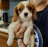 Champion Bloodline King Charles Cavalier Puppies offer Dogs & Puppies