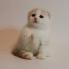 Adorable little Scottish-fold kitten up for sale offer Cats & Kittens