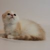 Adorable little Scottish-fold ki... Picture