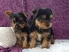 Arden Grange Dog Food Puppy offer Dogs & Puppies