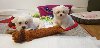 Registered Maltese Puppies avail... Picture
