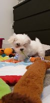 Registered Maltese Puppies avail... Picture