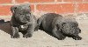 Staffordshire Bullterrier Puppies Picture