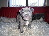 Staffordshire Bullterrier Puppies Picture