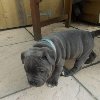 Staffordshire Bullterrier Puppies Picture