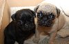 Mignone and playful Fawn/Black Pugs Puppies Ready offer Dogs & Puppies
