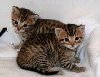 cute Bengal kittens Picture