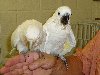 Hand-fed Baby Parrots Picture