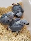 Hand-fed Baby Parrots Picture