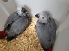 Hand-fed Baby Parrots Picture