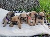 Beautiful, french bulldog pups Picture