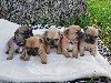 Beautiful, french bulldog pups Picture