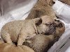 Beautiful, french bulldog pups Picture