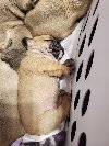 Beautiful, french bulldog pups Picture