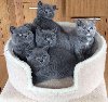I have 5 beautiful British Shorthairs for sale. 3 males and 2 female. offer Cats & Kittens
