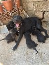 Healthy Quality Cane Corso Puppies offer Dogs & Puppies