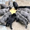 Healthy Quality Cane Corso Puppies Picture
